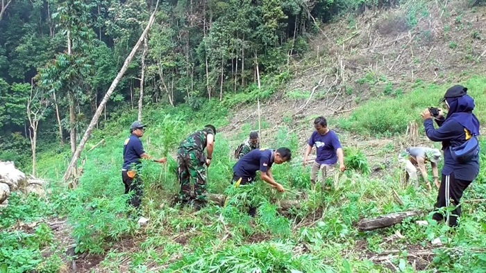 Keterangan foto: BNN Kabupaten Mandailing Natal melakukan pemusnahan ladang ganja diperbukitan Tor Sihite (dok.istimewa)