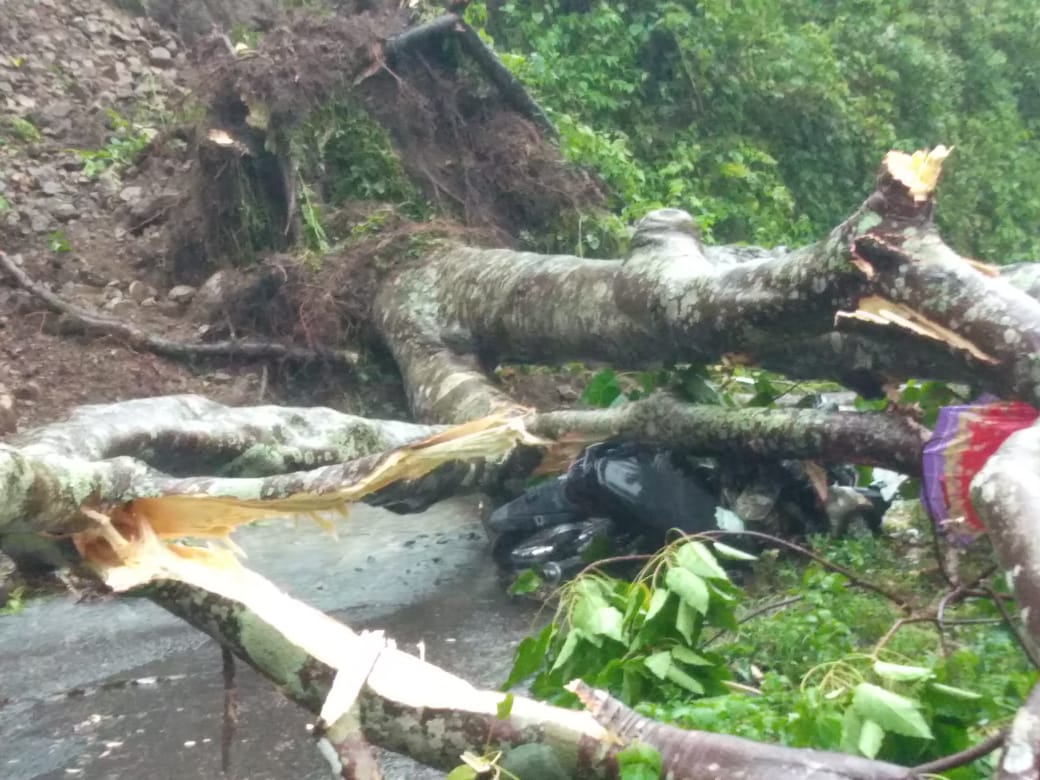 Pengendara Motor Meninggal Dunia Tertimpa Pohon Tumbang di Kabupaten Manggarai