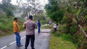 Polsek Porsea tanggap Evakuasi Pohon Tumbang Demi Kelancaran Arus Lalu lintas