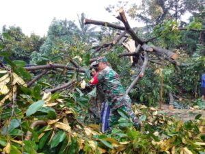 Anggota Posramil Warungpring Bantu Evakuasi Pohon Tumbang Yang Menimpa Rumah Warga